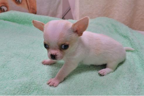 成約済の茨城県のチワワ(スムースコート)-109353の4枚目